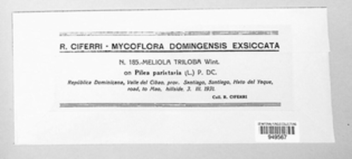 Asteridiella triloba image